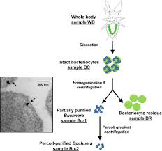 Image result for Buchnera