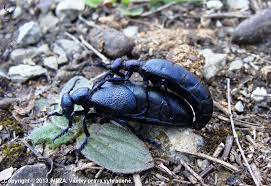 Určitě by je lidé neměli zabíjet, vysvětluje odborník. Majka Fialova PoÄ¾ovnicka Fotografia Fotka PoÄ¾ovnicke Foto 203621 Lovuzdar Sk By Doduin