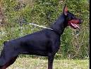 Top 10 Smartest Dog Breeds - Most Intelligent Dog Rankings