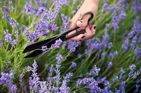 Lll lavendel im garten pflanzen pflegen dungen trocknen. Lavendel Pflanzen So Funktioniert S Brigitte De