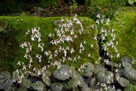 Image result for Kotschya stolonifera