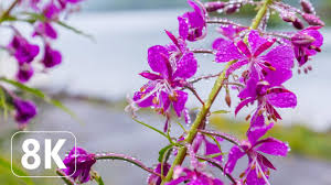 Maybe you would like to learn more about one of these? Spring Flowers 8k Beautiful Wallpapers Slideshow For Office Lounge Tv Relaxation Youtube