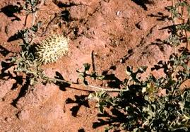 Image result for Schmidtia kalahariensis