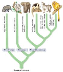 A camels mouth is very sturdy and they are able to chew thorny desert plants. Did Placental Mammals Come From Marsupials Quora