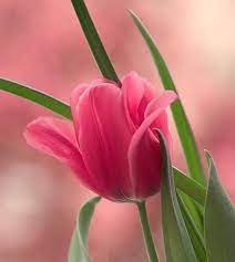 Debs Peaceday On Twitter Pretty Flowers Flowers Beautiful Flowers