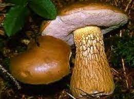 Votre adresse de messagerie ne sera pas publiée. Les Bolets Et Cepes Toxiques Ou A Rejeter Champignons Passion
