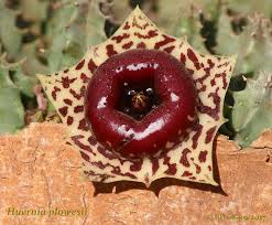 Image result for Litogyne gariepina