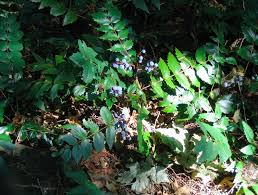 Image result for Psychotria mahonii