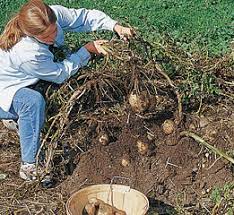 Check spelling or type a new query. Harvest Bushels Of Potatoes In 9 Sq Ft Gardener S Supply