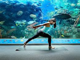 This is a radically inclusive environment that challenges and transforms any level of yoga practice. Archived Virtual Yoga Series Events Aquarium Of The Pacific