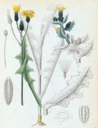Image result for Sonchus schweinfurthii