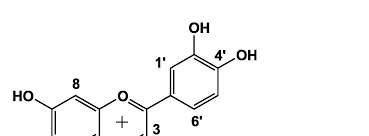 Image result for Tapinanthus constrictiflorus