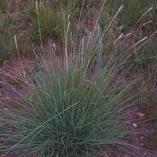 Image result for Setaria sphacelata