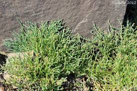 Image result for Salicornia perrieri