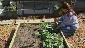 Backyard vegetable garden layout plans and pictures! Woman Faces Jail Time For Growing Vegetable Garden In Her Own Front Lawn Abc News
