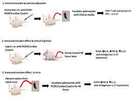 What are some ways an mrna vaccine could be dangerous? Vaccines Free Full Text The Adjuvants Polyphosphazene Pcep And A Combination Of Curdlan Plus Leptin Promote A Th17 Type Immune Response To An Intramuscular Vaccine In Mice Html