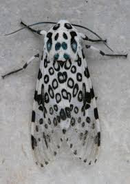 Most people like butterflies more, but honestly i like moths better. Giant Leopard Caterpillar