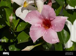 Image result for dipladenie amonea