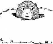 Have fun discovering pictures to print and drawings to color. Printable Mountain Marmot Free Sheets Coloring Page