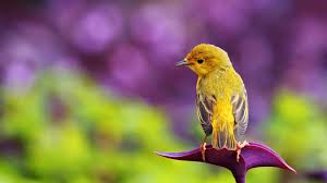 Beautiful Hd Wallpapers Birds Wallpaper Hd 1080p Papel De Parede De Animais Aves Belas Aves De Estimacao