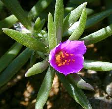 Image result for Portulaca kermesina