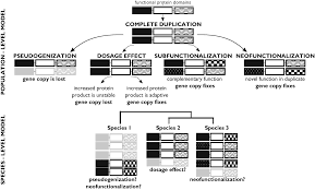 Maybe you would like to learn more about one of these? Protocols For The Molecular Evolutionary Analysis Of Membrane Protein Gene Duplicates Springerlink