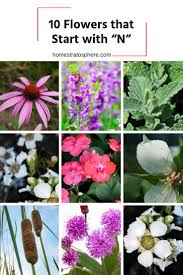 Check spelling or type a new query. 10 Flowers That Start With N Rose Garden Landscape Small Garden Landscape Garden Landscape Design