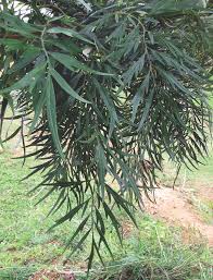 Image result for Grevillea robusta
