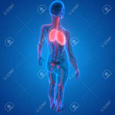 Menschlicher Korper Organe Lunge Mit Nervensystem Anatomie Lizenzfreie Fotos Bilder Und Stock Fotografie Image 65869356