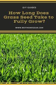 I have been watering everyday but am thinking maybe i should get more seed to lay down. How Long Does It Take For Grass To Grow Arxiusarquitectura