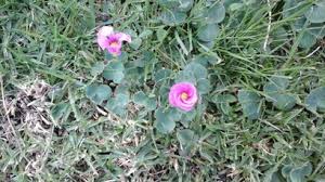 Image result for Senecio consanguineus