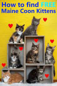 Did not find what you're looking for? Where To Find Free Maine Coon Kittens Petskb