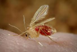 Origine de l'expression « quelle mouche t'a piqué ». Les Psychodidae Des Petits Moucherons Aux Allures De