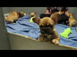 French bulldog young puppies are suitable for apartment life because they do tire quickly and don't like long periods of intense activity. Dixie Puppies French Bulldog Puppies Oregon French Bulldog Breeders Youtube