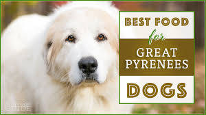 Best Dog Food For Great Pyrenees Top Puppy Adult Senior