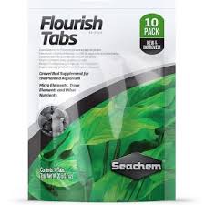 Image result for Nesaea pedroi