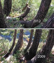 On the california side klamath national forest is said to be near forks of salmon, near yreka, california. Klamath National Forest Restricts Wilderness Usage Backcountry Press