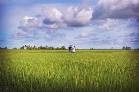 Cookies help us deliver our services. Lokasi Sawah Padi Sekinchan Az Man Photography Facebook