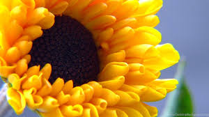 Dai vita alle tue idee con le nostre collezioni di fotografia per i tuoi progetti creativi su adobe stock. Z38 Sfondi Desktop Fiore Wallpapers Girasole Hd Flower Fiori Sfondodesktop Altervista Org Jpg Desktop Background