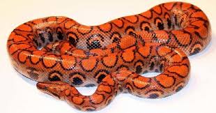 Brazilian rainbow boas need a nice temperature gradient in their enclosure. Brazilian Rainbow Boa Snake Facts
