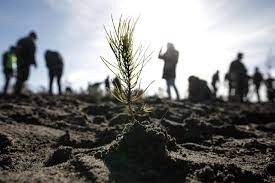 Turtle candies are a chocolate shop classic. E Gago Careca Ou Desdentado Entao Nao Pode Ser Guarda Florestal Portugal Sabado