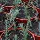 Propagation - Next Steps with Cuttings