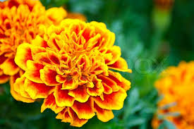Download in under 30 seconds. Orange Flowers Tagetes Against Green Stock Image Colourbox