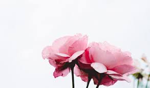 Check spelling or type a new query. Planting And Growing Roses In Ohio Zone 6 Stockslagers Greenhouse Garden Center