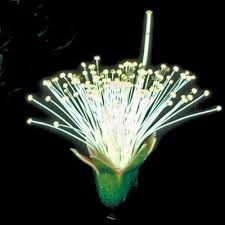 Image result for Sonneratiaceae