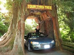 The redwood tree is the sole surviving species of the genus sequoia, and it is also a member of the cypress botanical family (cupressaceae). The 10 Most Amazing Giant Redwood Trees Of Northern California Active Norcal