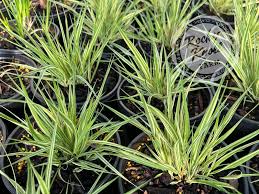 Image result for Moraea carsonii