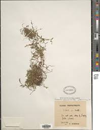 Image result for Coelachne africana