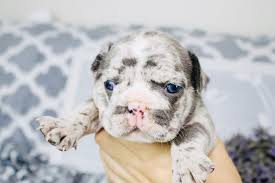 Our family pet lucys 5 puppies are now 5 weeks old today & walking ready to leave 21st november, the dad is a black and tan merle carrying lovely lilac merle french bulldog for sale. Blue Princess Dreamy Bulldogs