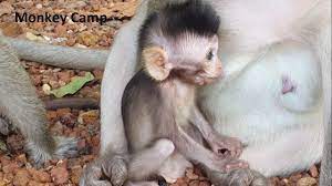 Newborn Baby Monkey Breastfeeding Baby Monkey Want Milk Monkey Camp Pa Cute Baby Monkey Baby Monkey Monkeys Funny